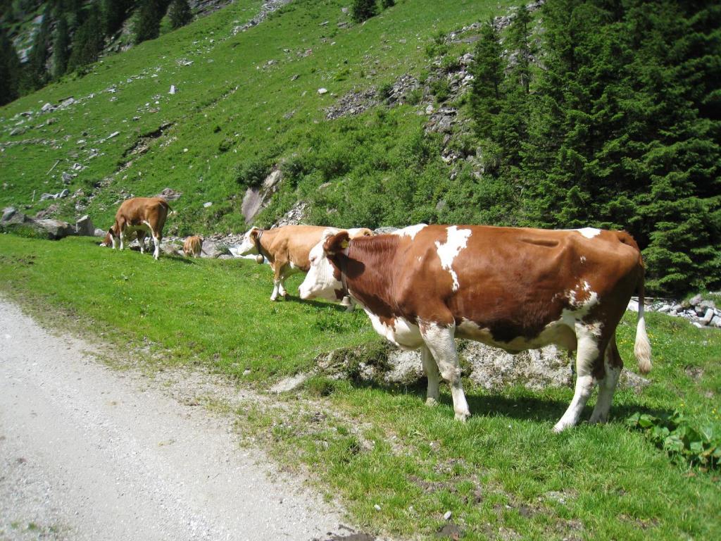 Gaestehaus Christoph Ried im Zillertal Eksteriør billede